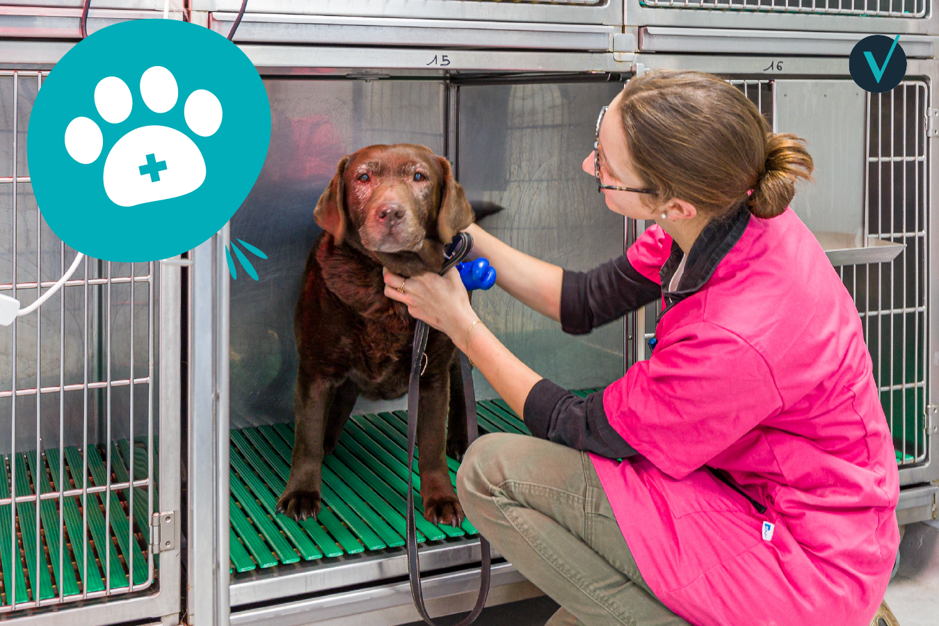 Chien hospitalisé avec un ASV